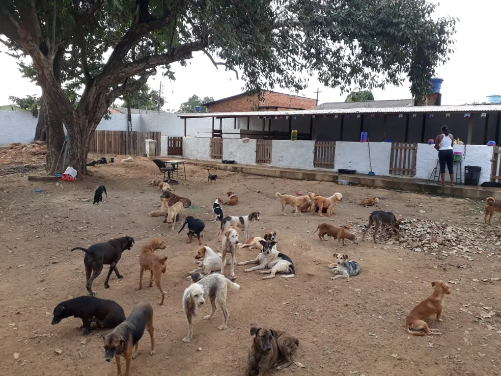 Cães em liberdade no recinto exterior do abrigo